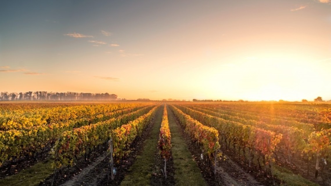 Vineyard
