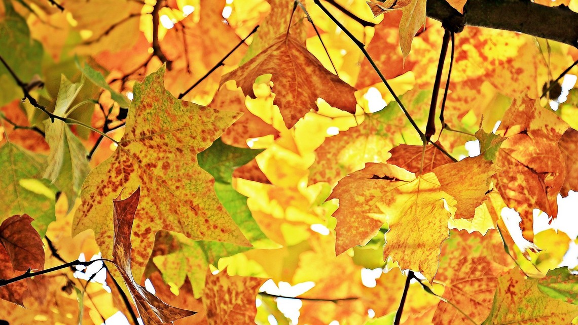 Fall