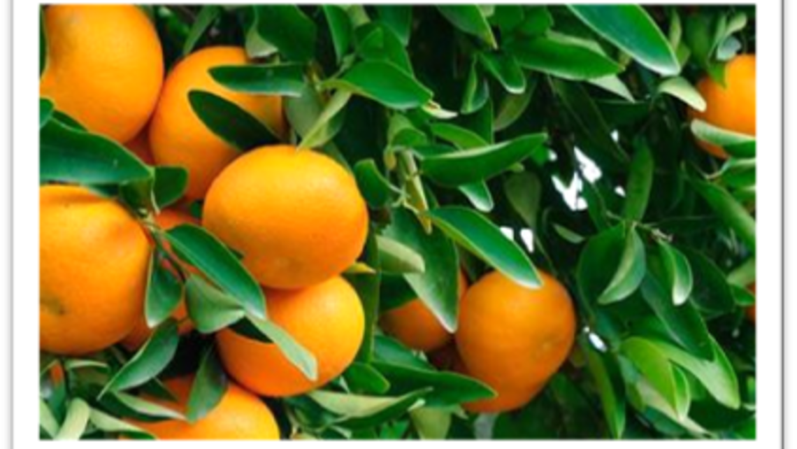 Bear Fruit