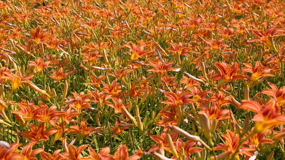 Lilies Of The Field