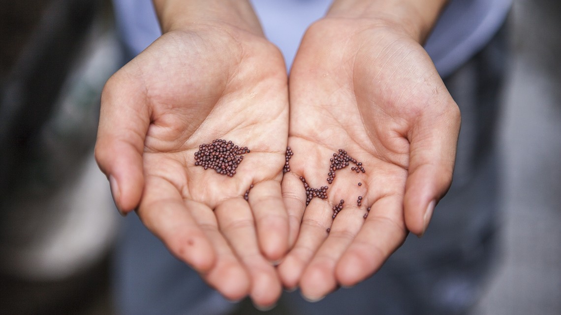 Mustard Seed