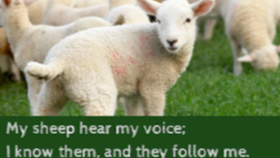 My sheep hear my voice