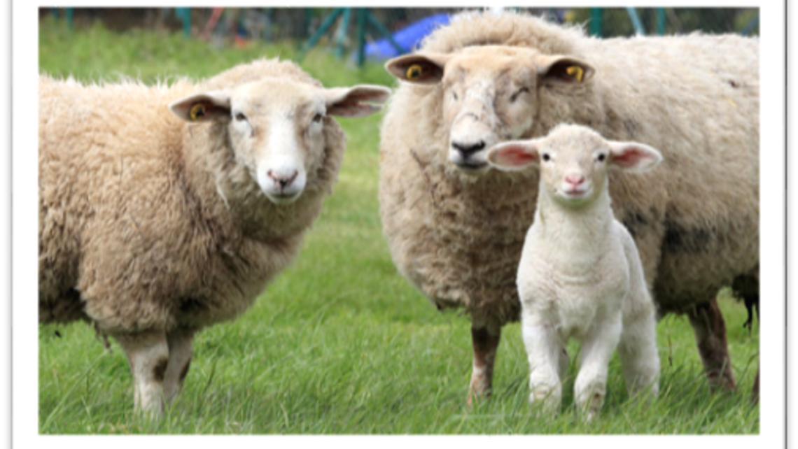 Sheep