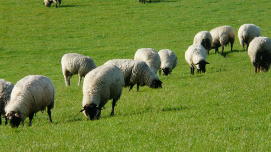Sheep