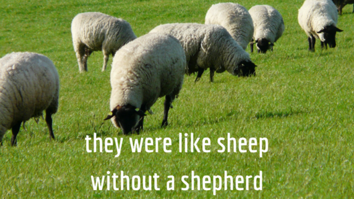 what are sheep like without a shepherd