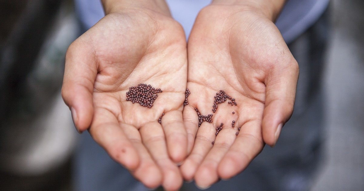 A Small Mustard Seed St. Michael Catholic Church